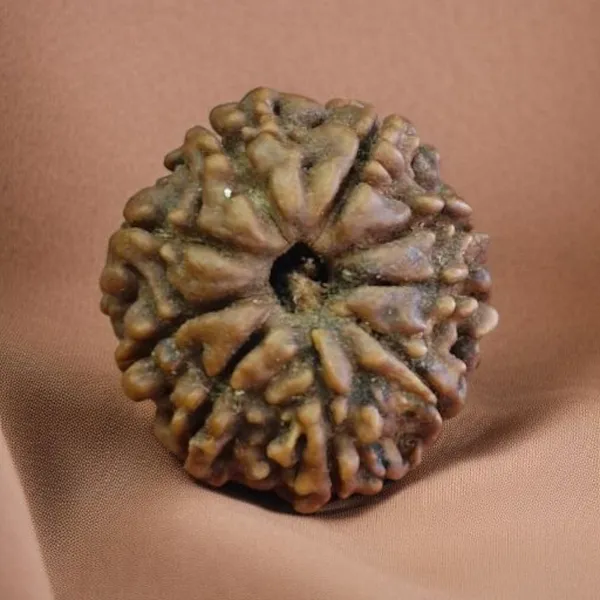 Natural_Rudraksha_Seed_8_Mukhi_Bead