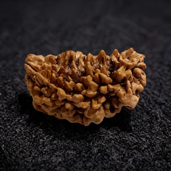 Natural_Rudraksha_Seed_1_Mukhi_Bead