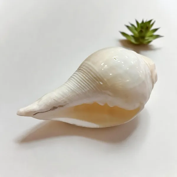 Natural_Vamavarti_Conch_Shell_Shankh