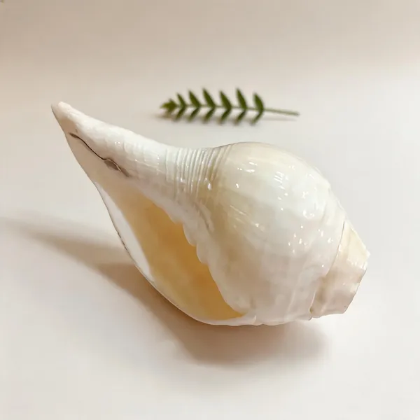 Natural_Vamavarti_Conch_Shell_Shankh