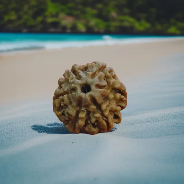 Natural_Rudraksha_Seed_6_Mukhi_Bead