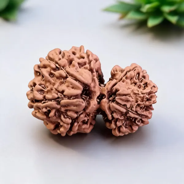 Natural_Rudraksha_Gauri_Shankar_13_Mukhi_Bead_Set