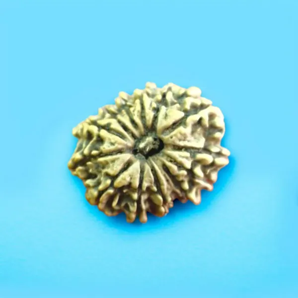 Natural_Rudraksha_Seed_12_Mukhi_Bead