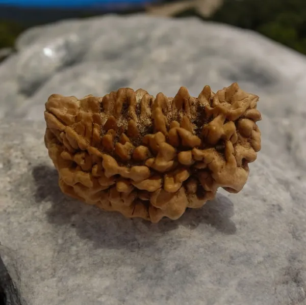 Natural_Rudraksha_Seed_1_Mukhi_Bead
