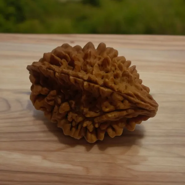 Natural_Rudraksha_Seed_2_Mukhi_Bead