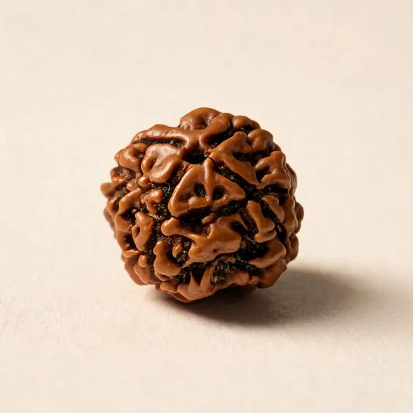 Natural_Rudraksha_Seed_4_Mukhi_Bead