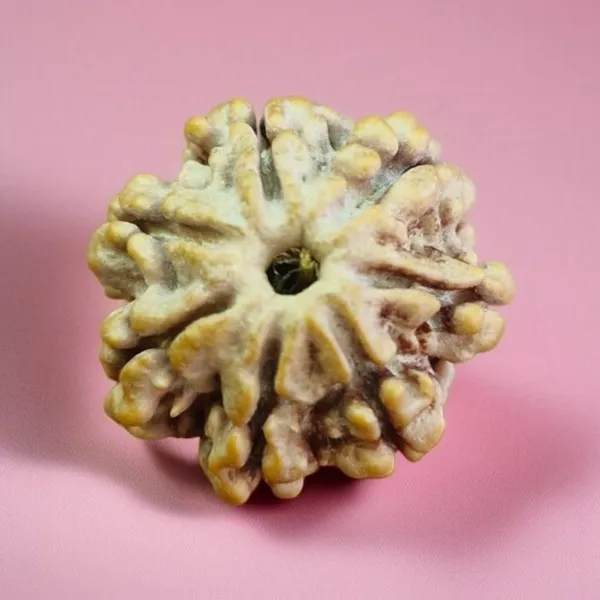 Natural_Rudraksha_Seed_7_Mukhi_Bead