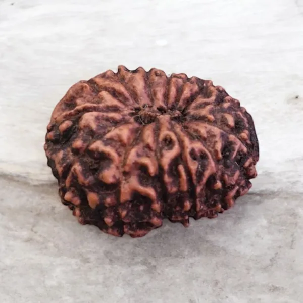 Natural_Rudraksha_Seed_14_Mukhi_Bead