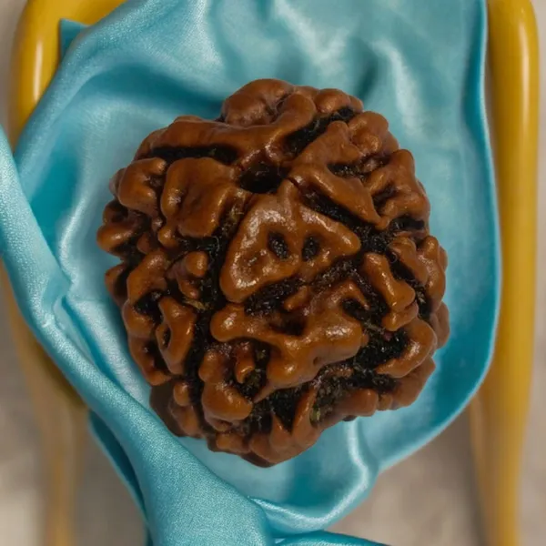 Natural_Rudraksha_Seed_4_Mukhi_Bead