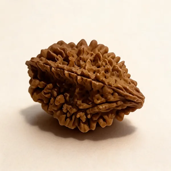 Natural_Rudraksha_Seed_2_Mukhi_Bead