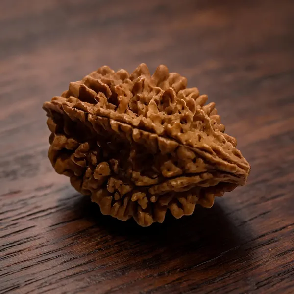Natural_Rudraksha_Seed_2_Mukhi_Bead