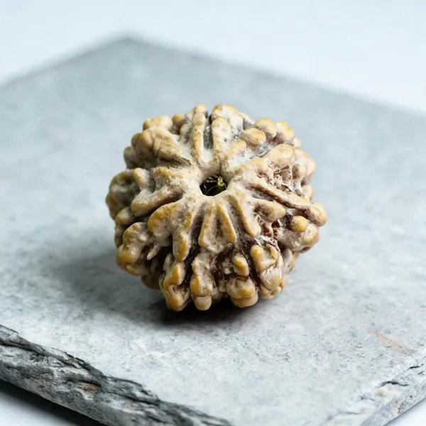 Natural_Rudraksha_Seed_7_Mukhi_Bead