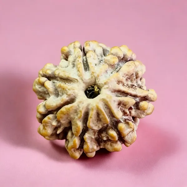 Natural_Rudraksha_Seed_7_Mukhi_Bead