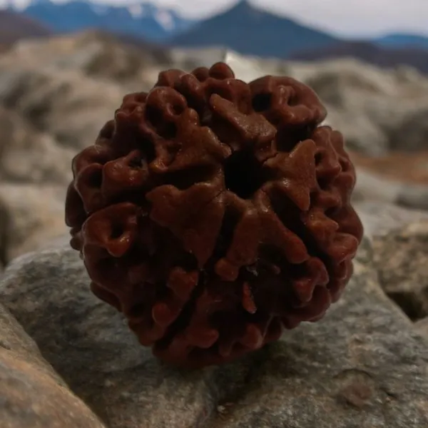 Tulsistore_5_Mukhi_Nepali_Natural_Rudraksha_Bead