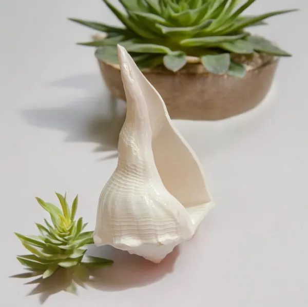 Natural_Dakshinavarti_Conch_Shell_Shankh_Medium