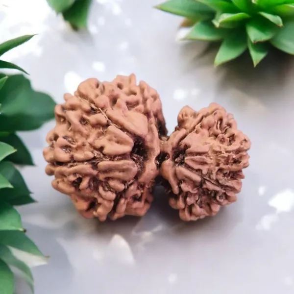 Natural_Rudraksha_Gauri_Shankar_13_Mukhi_Bead_Set