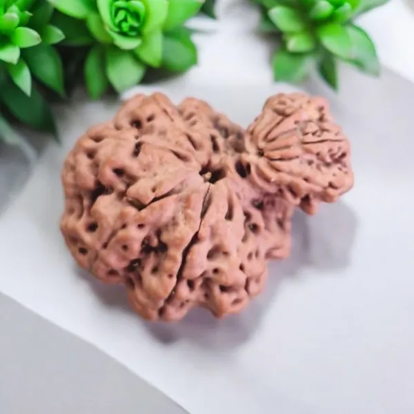 Natural_Rudraksha_Garbh_Gauri_Twin_Bead