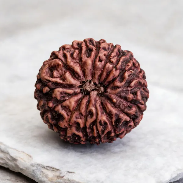 Natural_Rudraksha_Seed_14_Mukhi_Bead