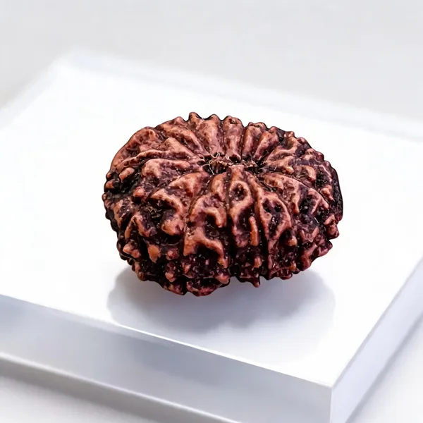 Natural_Rudraksha_Seed_14_Mukhi_Bead