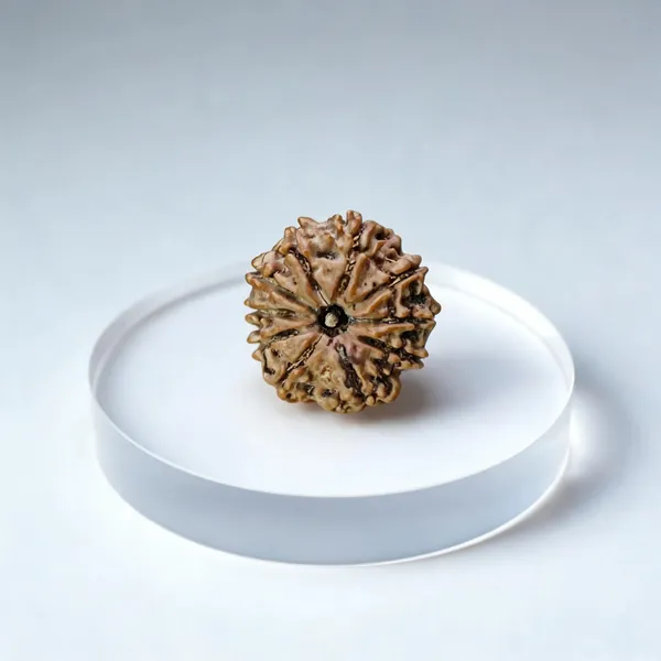 Natural_Rudraksha_Seed_10_Mukhi_Bead