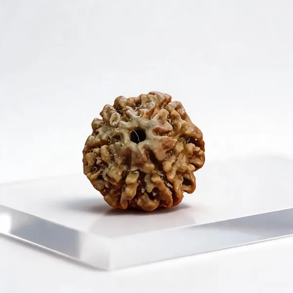 Natural_Rudraksha_Seed_6_Mukhi_Bead