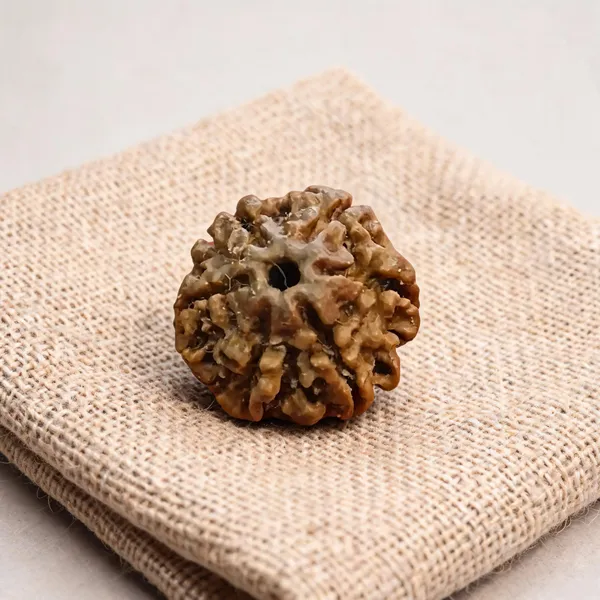 Natural_Rudraksha_Seed_6_Mukhi_Bead