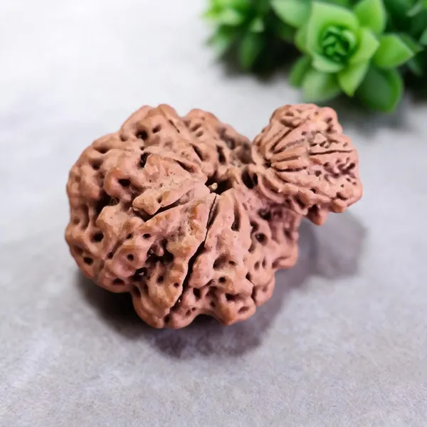 Natural_Rudraksha_Garbh_Gauri_Twin_Bead