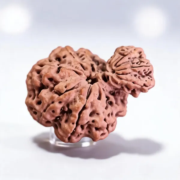 Natural_Rudraksha_Garbh_Gauri_Twin_Bead