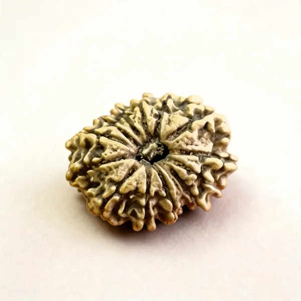 Natural_Rudraksha_Seed_12_Mukhi_Bead