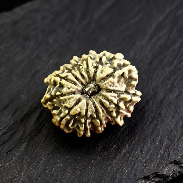 Natural_Rudraksha_Seed_12_Mukhi_Bead