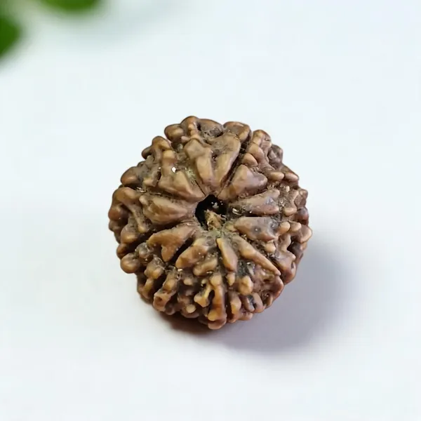 Natural_Rudraksha_Seed_9_Mukhi_Bead