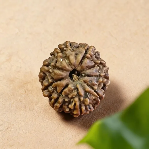 Natural_Rudraksha_Seed_9_Mukhi_Bead