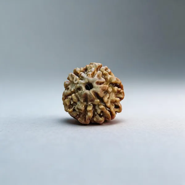 Natural_Rudraksha_Seed_6_Mukhi_Large_Bead