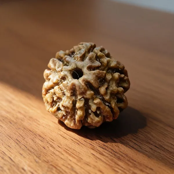 Natural_Rudraksha_Seed_6_Mukhi_Large_Bead