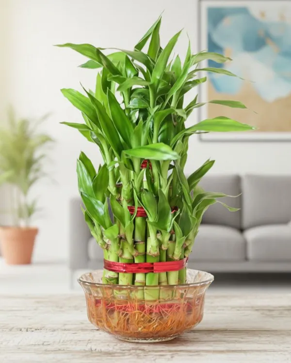 Lucky_Bamboo_Live_Plant_With_Glass_Bowl