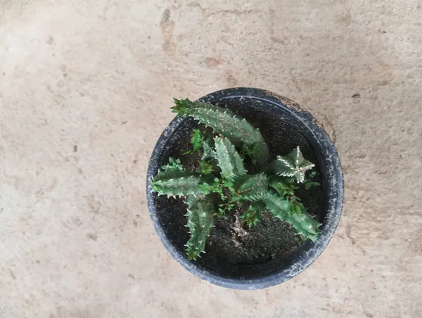 Potted_Green_Textured_Succulent_Plant