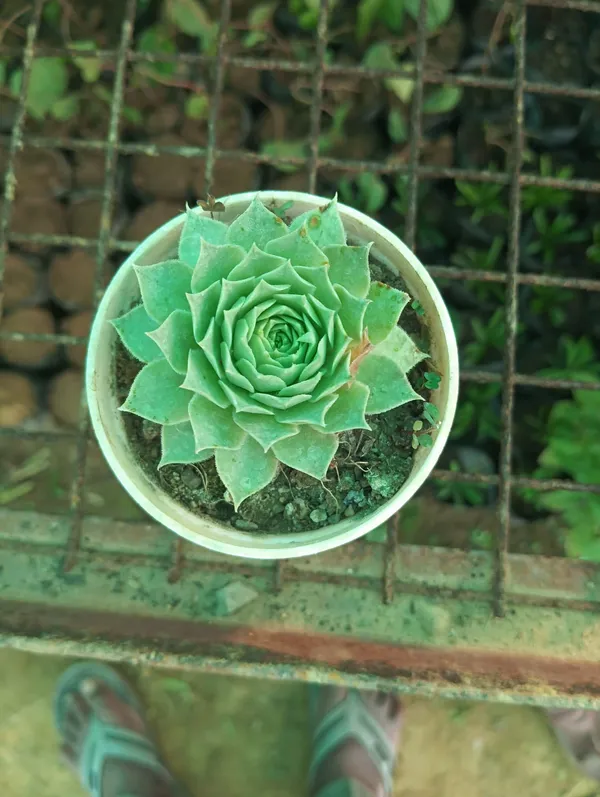 Green_Rosette_Succulent_Plant_In_Pot