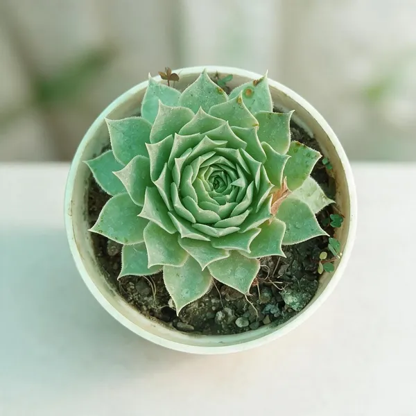 Green_Rosette_Succulent_Artificial_Plant_In_Pot_-_Pack_of_2