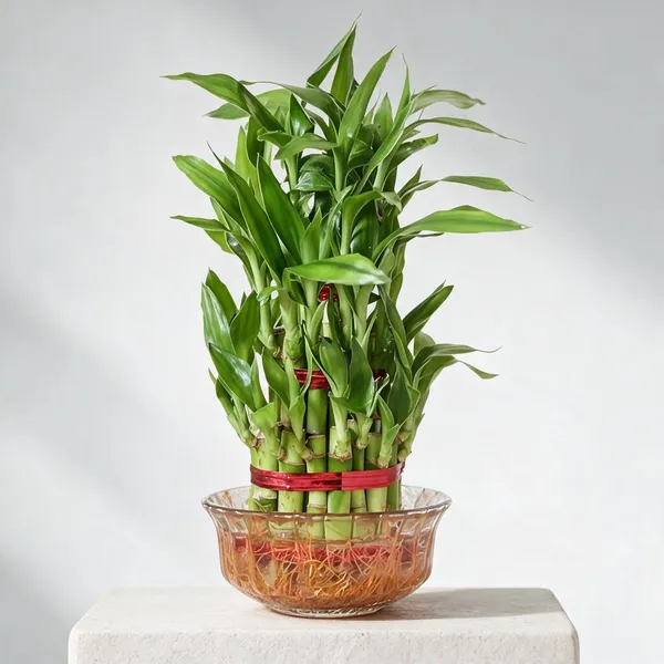 Lucky_Bamboo_Live_Plant_With_Glass_Bowl