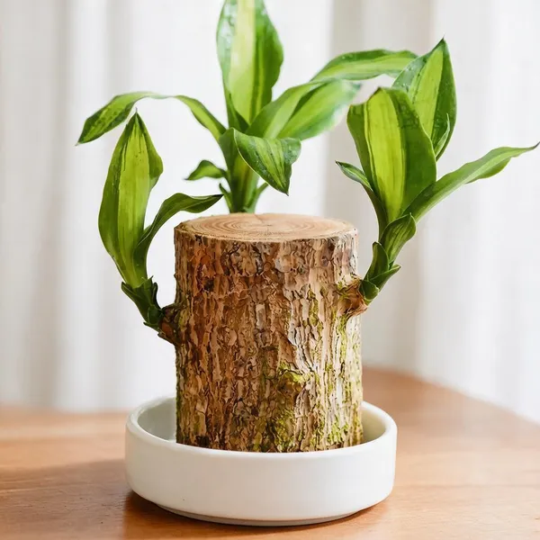 Lucky_Bamboo_Live_Plant_In_Tree_Bark_Style_Pot