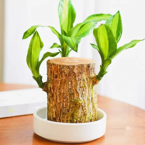 Green_Lucky_Bamboo_Plant_In_Tree_Bark_Style_Pot