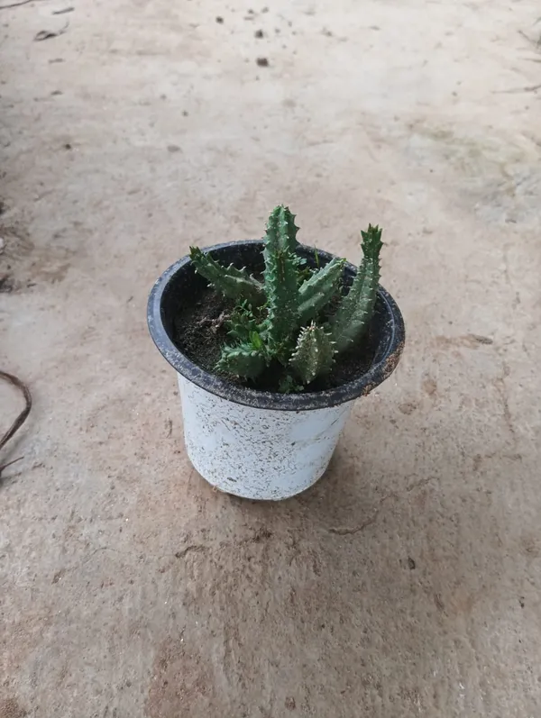 Potted_Green_Textured_Succulent_Plant