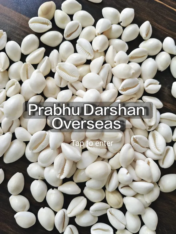White_Natural_Cowrie_Shell_Collection