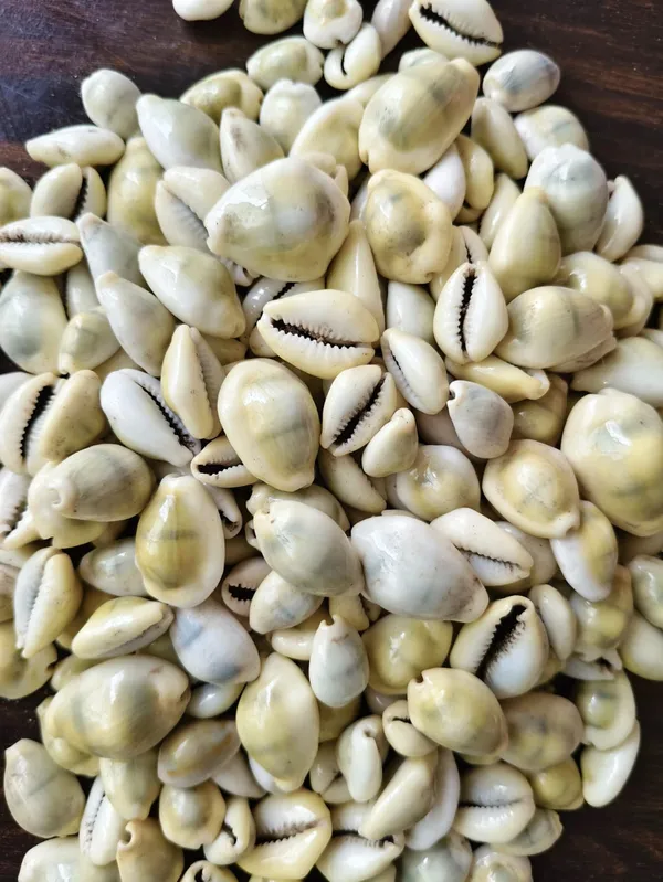 Yellow_Natural_Cowrie_Shells_For_Craft_And_Decoration