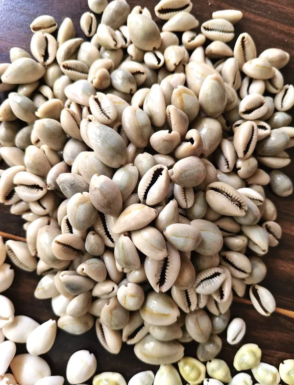Brown_Natural_Cowrie_Shells_For_Pooja_And_Craft