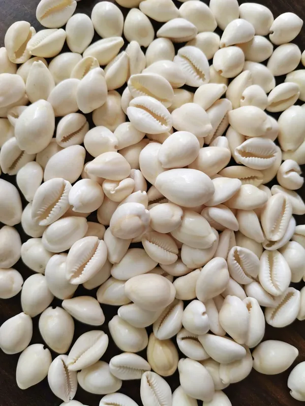 White_Natural_Cowrie_Shell_Collection