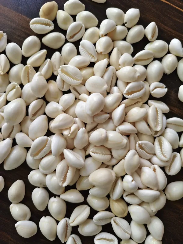 White_Natural_Cowrie_Shell_Collection