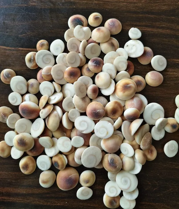 Makhana_Fox_Nuts