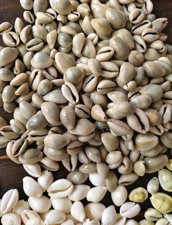 Brown_Natural_Cowrie_Shells_For_Pooja_And_Craft