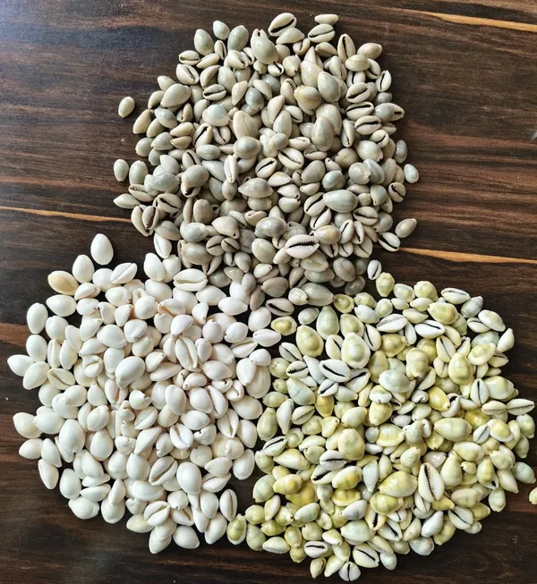 White_Natural_Cowrie_Shell_Collection